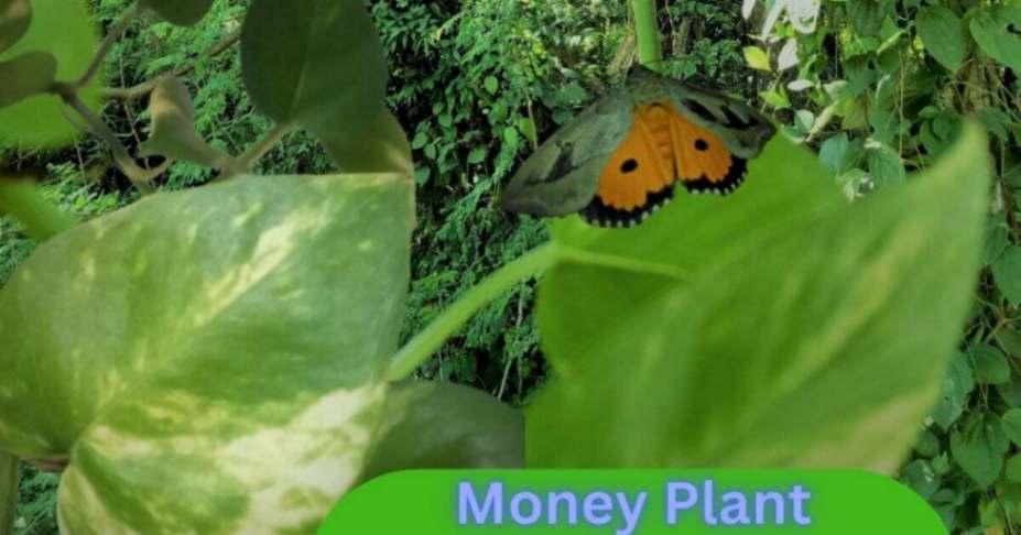 Money Plant